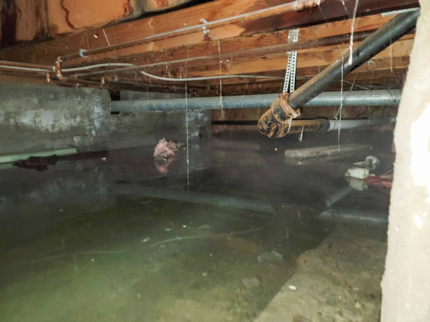 Best Water damage cleanup near me  in Oakwood, IL